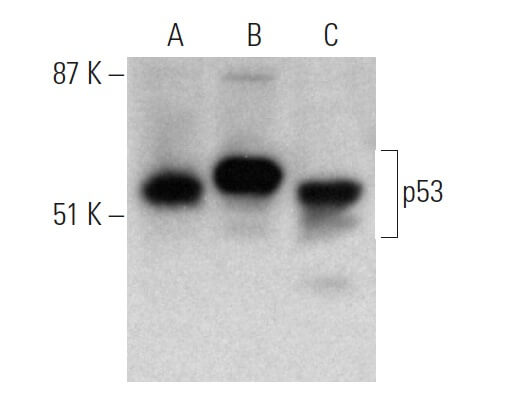 goat anti-rabbit IgG-HRP Secondary Antibody | SCBT - Santa