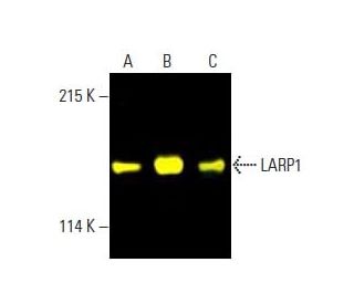 LARP1 Antibody (A-8) - Western Blotting - Image 398352 
