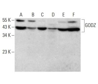 GODZ Antibody (A-10) - Western Blotting - Image 382768 