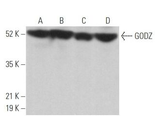 GODZ Antibody (H-2) - Western Blotting - Image 366878 