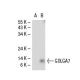 GOLGA7 Antibody (NO-2) - Western Blotting - Image 30554