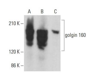 golgin 160 Antibody (C-8) - Western Blotting - Image 375459 