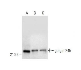 golgin 245 Antibody (G-7) - Western Blotting - Image 332757 