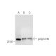 golgin 245 Antibody (G-7) - Western Blotting - Image 332757 