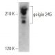 golgin 245 Antibody (G-7) - Western Blotting - Image 359193 