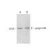 golgin 245 Antibody (G-7) - Western Blotting - Image 382072