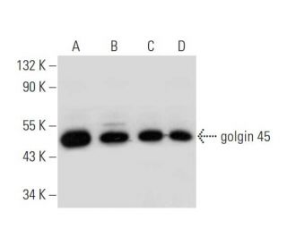 golgin 45 Antibody (E-3) - Western Blotting - Image 344466