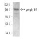 golgin 84 Antibody (D-5) - Western Blotting - Image 354274 