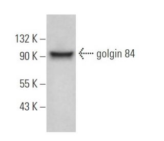 golgin 84 Antibody (D-5) - Western Blotting - Image 365686 