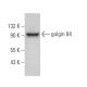 golgin 84 Antibody (D-5) - Western Blotting - Image 365686 