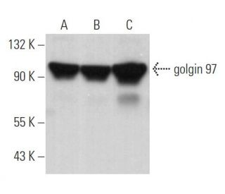 golgin 97 Antibody (CDFX) - Western Blotting - Image 363779 