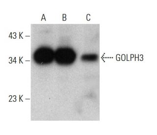 GOLPH3 Antibody (905CT9.1.1) - Western Blotting - Image 376893