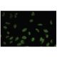 GOLPH4 Antibody (XY-2) - Immunofluorescence - Image 35778