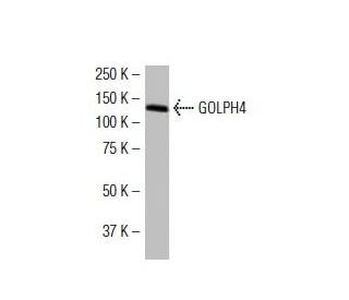 GOLPH4 Antibody (XY-2) - Western Blotting - Image 34421 