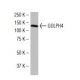 GOLPH4 Antibody (XY-2) - Western Blotting - Image 34421 