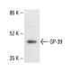 GP-39 Antibody (A-10) - Western Blotting - Image 411940 