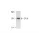 GP-39 Antibody (A-10) - Western Blotting - Image 412029