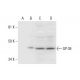 GP-39 Antibody (D-11) - Western Blotting - Image 295982