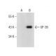GP-39 Antibody (D-6) - Western Blotting - Image 160688