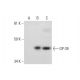 GP-39 Antibody (E-10) - Western Blotting - Image 296145