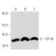 GP-39 Antibody (E-10) - Western Blotting - Image 356717 