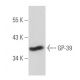 GP-39 Antibody (E-10) - Western Blotting - Image 356720 