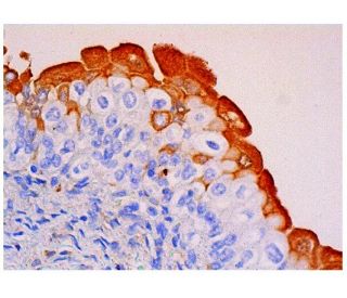 GP-39 Antibody (E-11) - Immunohistochemistry - Image 310465 