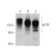 western blotting image from recommended CD130/gp130 (E-8) monoclonal antibody replacement. Image 374869