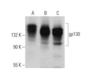 western blotting image from recommended CD130/gp130 (E-8) monoclonal antibody replacement. Image 374869