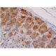 GP73 Antibody (E-7) - Immunohistochemistry - Image 365275 