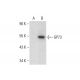 GP73 Antibody (E-7) - Western Blotting - Image 299189 