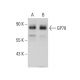 GP78 Antibody (3D9) - Western Blotting - Image 384269