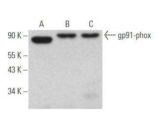 gp91phox/CYBB/NOX2 Antibody (CL5) - Western Blotting - Image 362039 