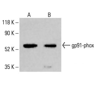 gp91phox/CYBB/NOX2 Antibody (54.1) - Western Blotting - Image 413410Each CRISPR/Cas9 Knockout (KO) Plasmid product consists of a pool of 3 plasmids designed to ensure identification and cleavage of a specific gene for maximum knockout efficiency. Each plasmid encodes a unique 20 nt sequence derived from the GeCKO (v2) library.