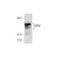 GPA2 Antibody (G-3) - Western Blotting - Image 286869 