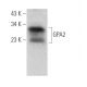 GPA2 Antibody (G-3) - Western Blotting - Image 371259 