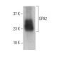GPA2 Antibody (G-3) - Western Blotting - Image 399430