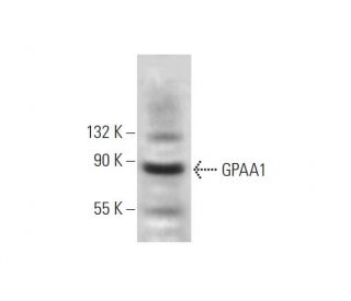 GPAA1 Antibody (B-10) - Western Blotting - Image 320954