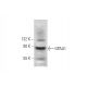 GPAA1 Antibody (B-10) - Western Blotting - Image 320954
