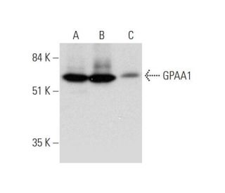 GPAA1 Antibody (F-12) - Western Blotting - Image 326541 