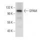 GPAM Antibody (D-10) - Western Blotting - Image 301444