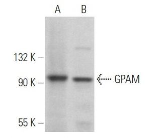 GPAM Antibody (D-10) - Western Blotting - Image 365163 