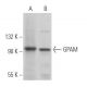 GPAM Antibody (D-10) - Western Blotting - Image 365163 