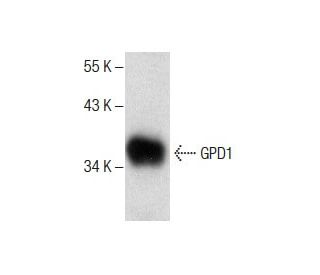 GPD1 Antibody (E-7) - Western Blotting - Image 287894 