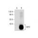 GPD1 Antibody (G-9) - Western Blotting - Image 287892 
