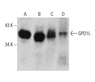 GPD1L Antibody (AT14E2) - Western Blotting - Image 385130