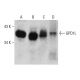 GPD1L Antibody (AT14E2) - Western Blotting - Image 385130