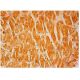 GPD2 Antibody (D-12) - Immunohistochemistry - Image 304077 