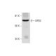 GPD2 Antibody (D-12) - Western Blotting - Image 289980