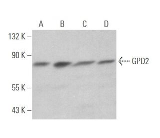 GPD2 Antibody (D-12) - Western Blotting - Image 374465 